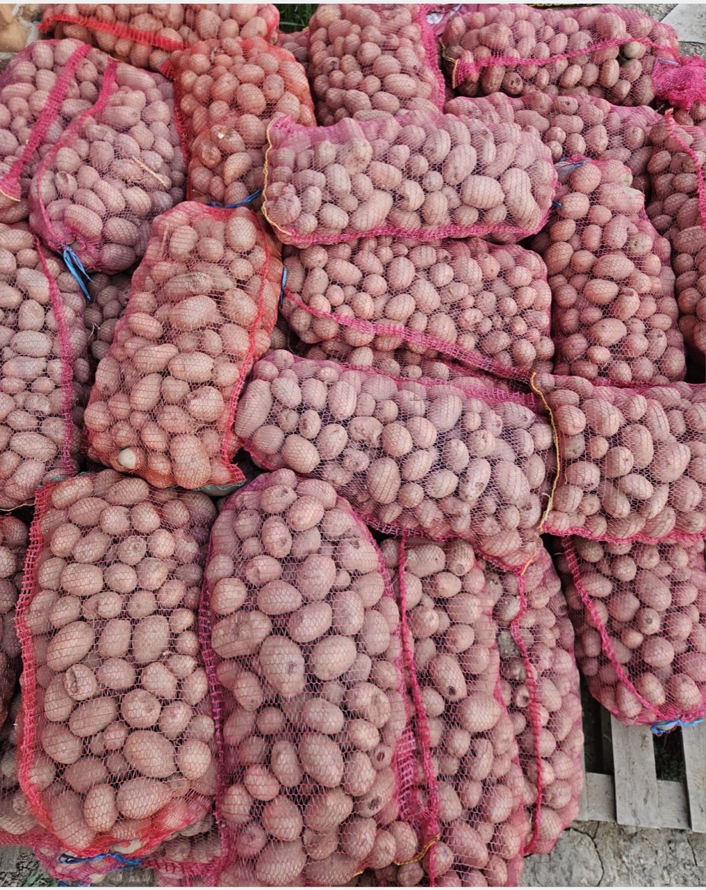Saci cu cartofi așezați pe paleți din lemn